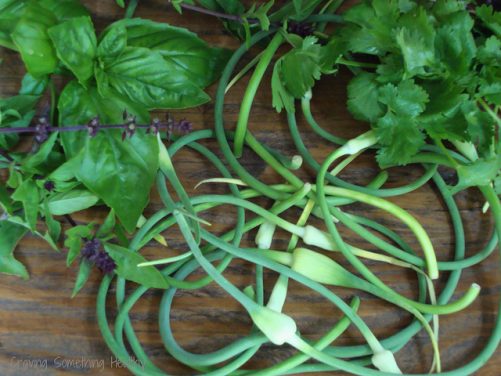 Thai Basil Pesto with Garlic Scapes|Craving Something Healthy