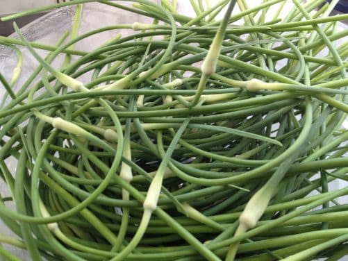 garlic-scapes