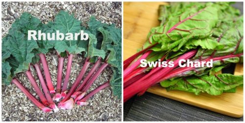 Is Swiss Chard the Same as Rhubarb? - Delishably