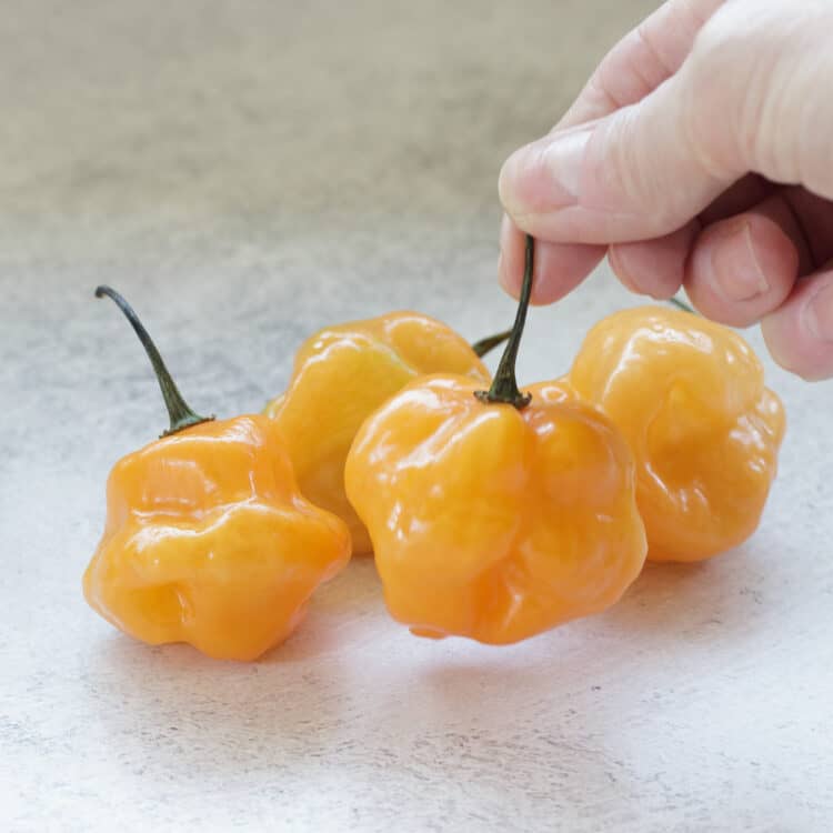 Four habanero peppers